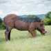 Wildcrete Warthog eating